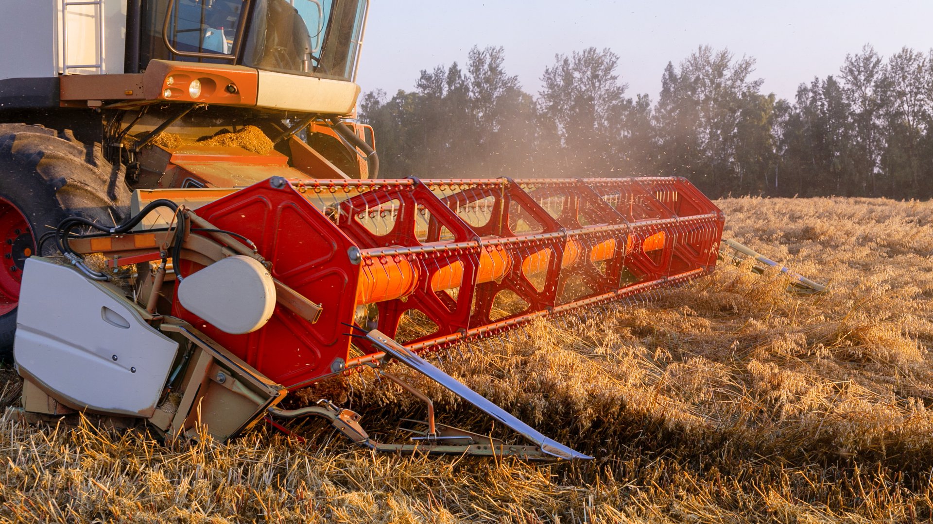 A close-up of the front of a red combine harvest header harvesting crop in a field at sunset with trees in the background.