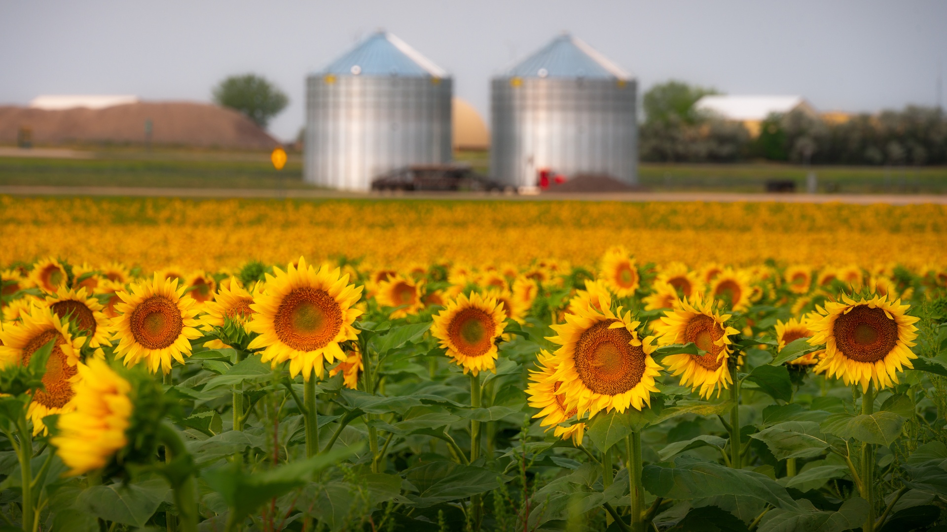 A sunflower field in bloom. Two silver silos, some vehicles, and a building are blurred in the background.