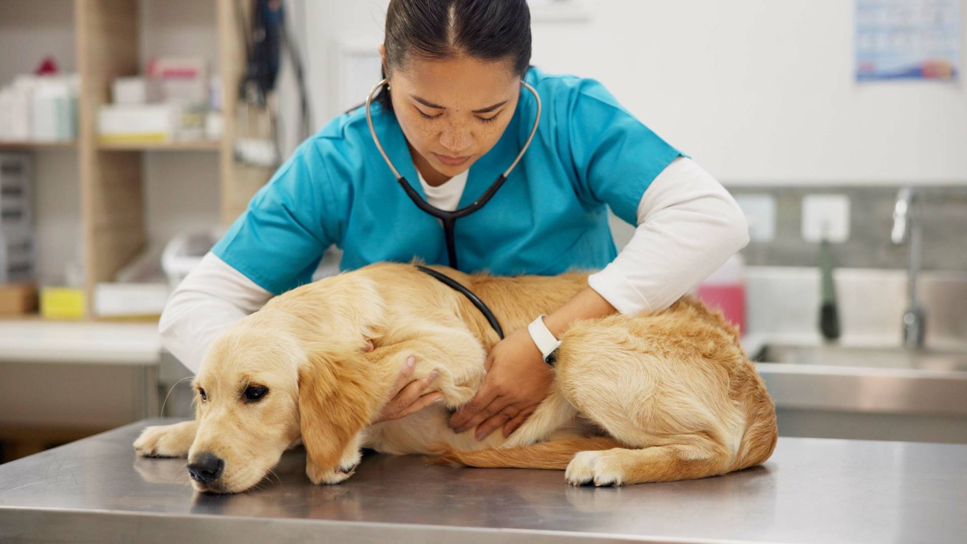 A woman in teal scrubs holds a stethoscope to a golden-colored dog as it lays on a metal table. The background is blurry.