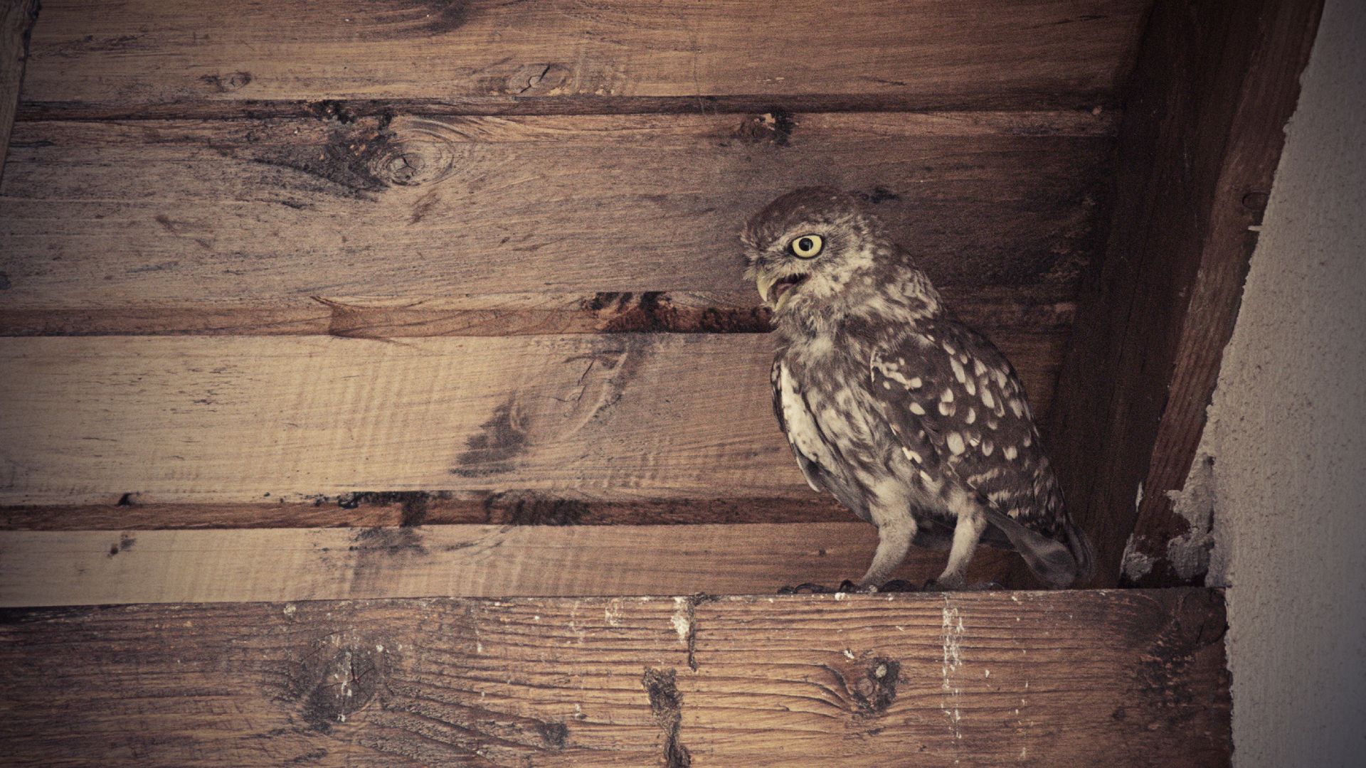 A small brown owl with its beak open is backed into the corner of an attic, standing on a wooden beam.