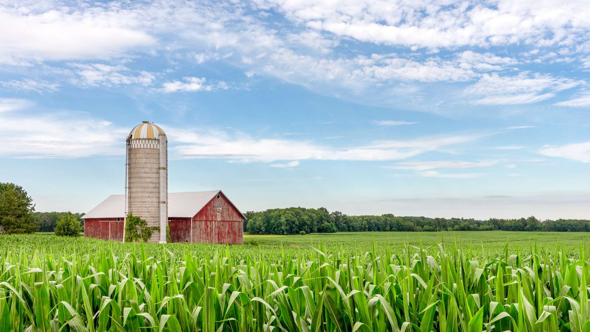 A classic weathered red barn and adjacent silo in a sprawling corn field on a partly cloudy day.