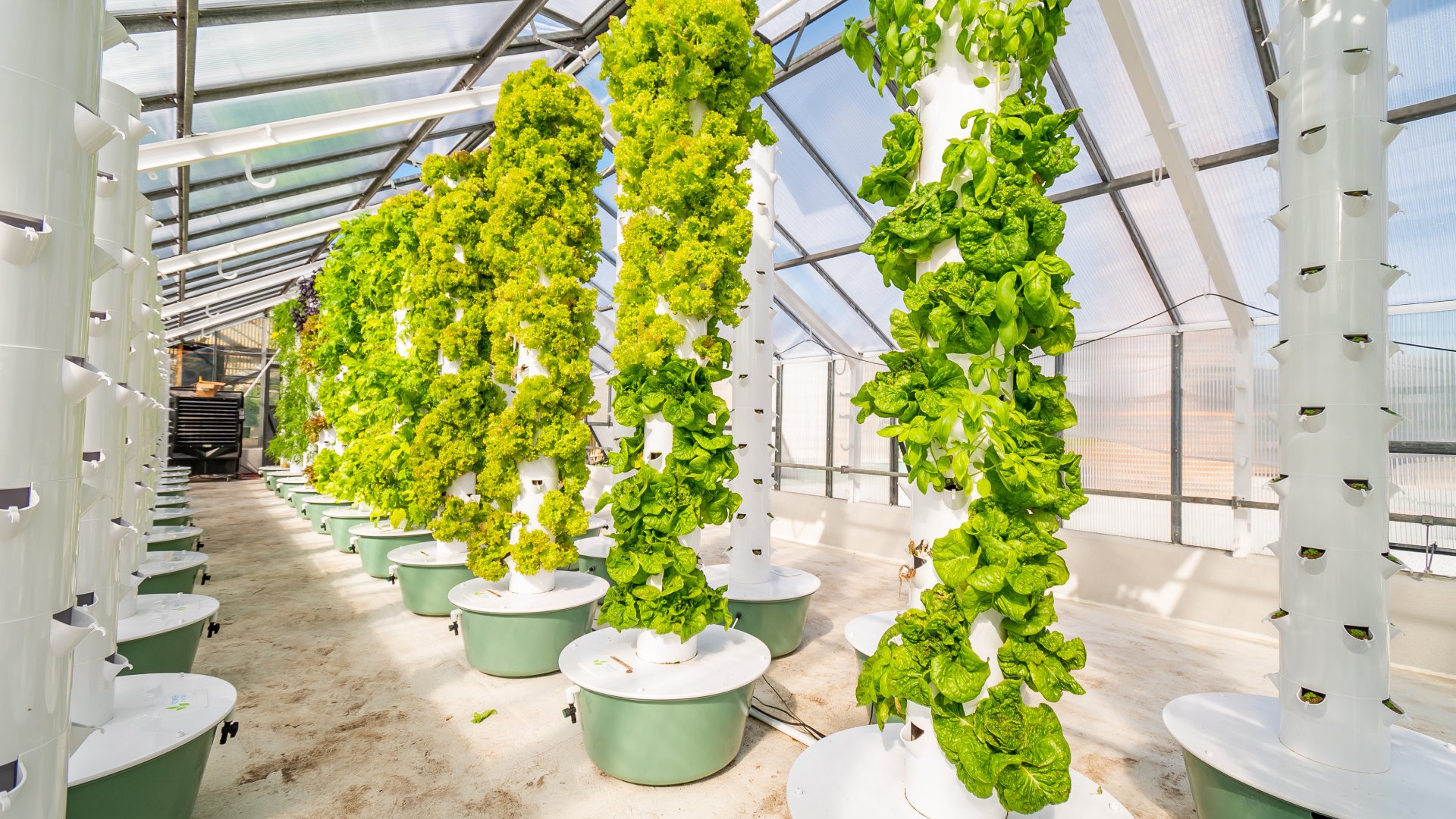 A large greenhouse with vertical farming kiosks in the center. The kiosks are housing lettuce and leafy green crops.