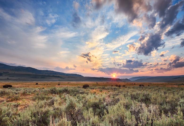 The landscape of Lamar Valley in Wyoming at sunset with bison grazing the plains and bluffs in the background.